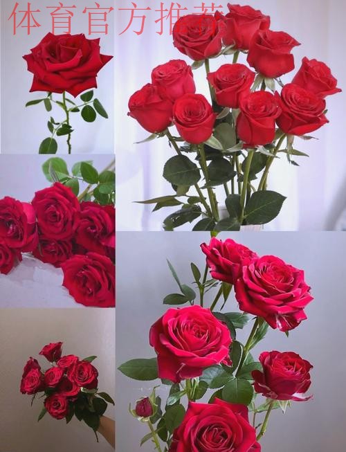 永远的经典 铿锵玫瑰至今震人心魄 永远的经典 铿锵玫瑰至今震人心魄